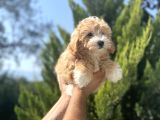Orjinal Maltipoo Bebeğim