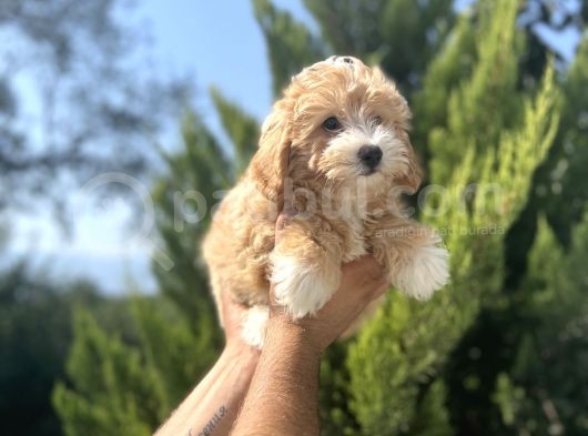 Orjinal Maltipoo Bebeğim görsel
