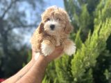 Orjinal Maltipoo Bebeğim