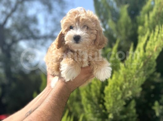 Orjinal Maltipoo Bebeğim görsel