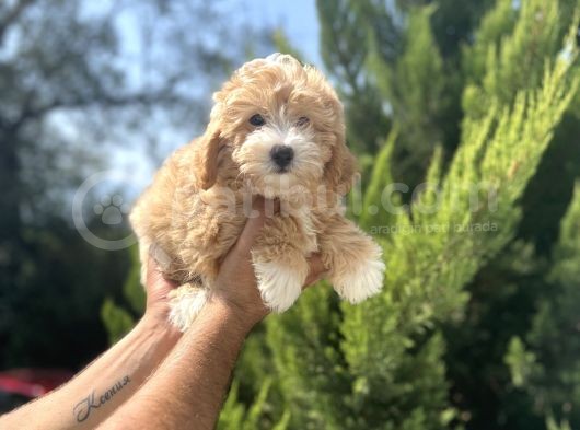 Orjinal Maltipoo Bebeğim görsel