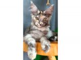 Full Şecereli Safkan Dişi-Erkek Maine Coon Yavruları