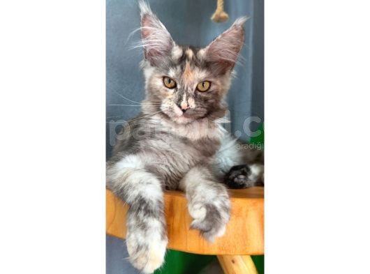 Full Şecereli Safkan Dişi-Erkek Maine Coon Yavruları görsel