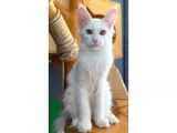 Full Şecereli Safkan Dişi-Erkek Maine Coon Yavruları