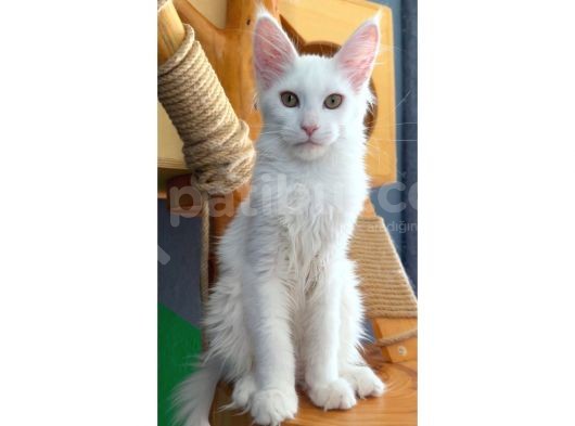 Full Şecereli Safkan Dişi-Erkek Maine Coon Yavruları görsel