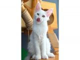 Full Şecereli Safkan Dişi-Erkek Maine Coon Yavruları