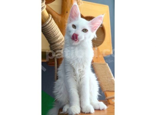 Full Şecereli Safkan Dişi-Erkek Maine Coon Yavruları görsel