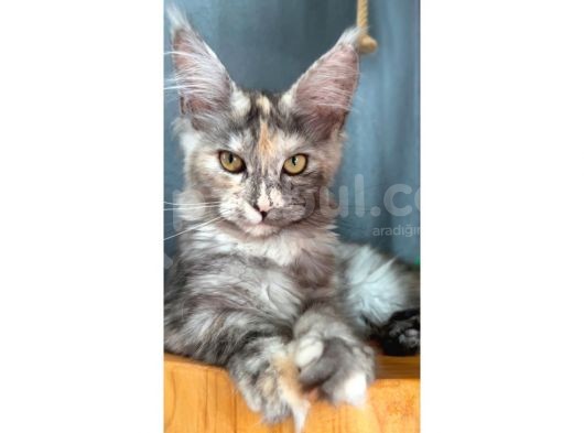 Full Şecereli Safkan Dişi-Erkek Maine Coon Yavruları görsel