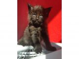 Full Şecereli Safkan Dişi-Erkek Maine Coon Yavruları