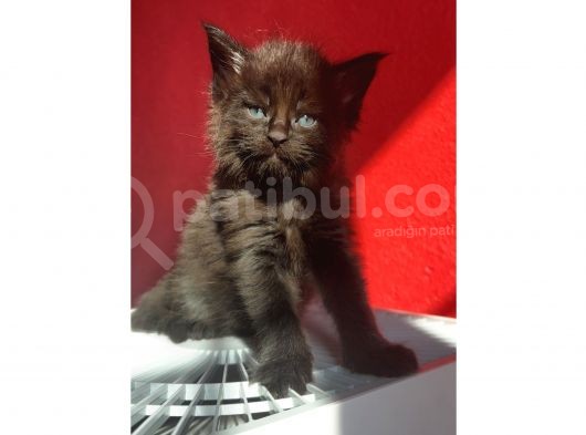 Full Şecereli Safkan Dişi-Erkek Maine Coon Yavruları görsel
