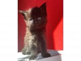 Full Şecereli Safkan Dişi-Erkek Maine Coon Yavruları