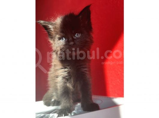 Full Şecereli Safkan Dişi-Erkek Maine Coon Yavruları görsel