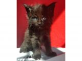 Full şecereli Safkan Dişi-Erkek Maine Coon Yavruları