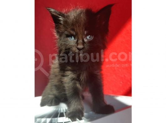 Full Şecereli Safkan Dişi-Erkek Maine Coon Yavruları