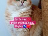 Full şecereli British shorthair