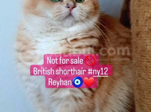 Full Şecereli British Shorthair