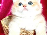Full Şecereli British Shorthair