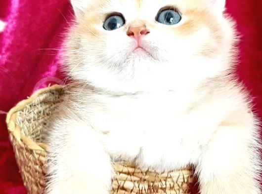 Full Şecereli British Shorthair görsel