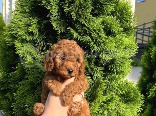 A Kalite Toy Poddle Yavrularimiz görsel