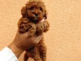 A Kalite Toy Poddle Yavrularimiz