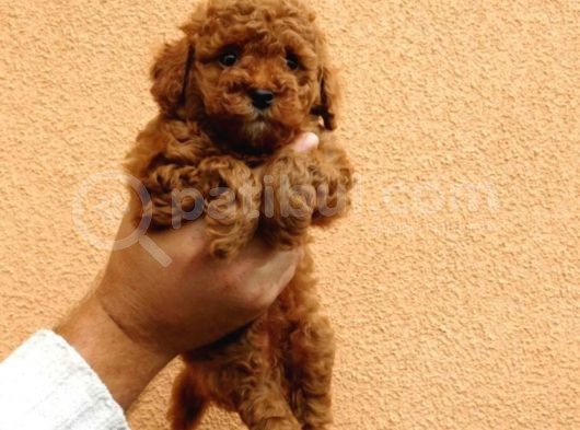 A Kalite Toy Poddle Yavrularimiz görsel
