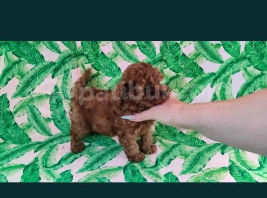 A Kalite Toy Poddle Yavrularimiz görsel