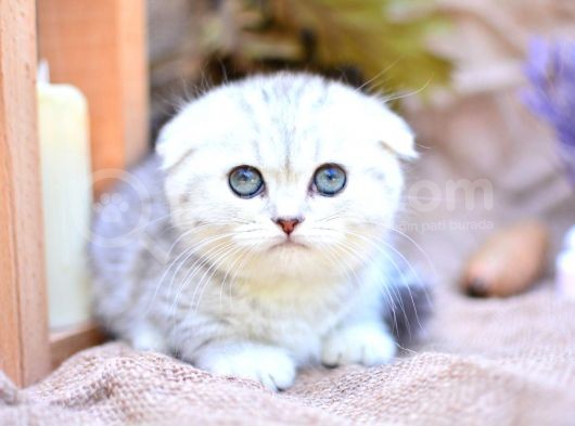 Gümüş Çizgili Scottishfold