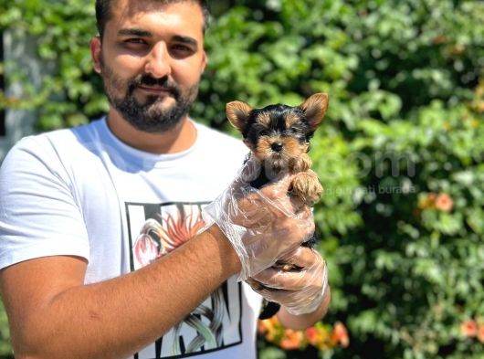 Orijinal Teacup Yorkshire Terrier Bebekler görsel