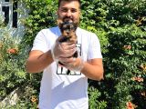 Orijinal Teacup Yorkshire Terrier bebekler