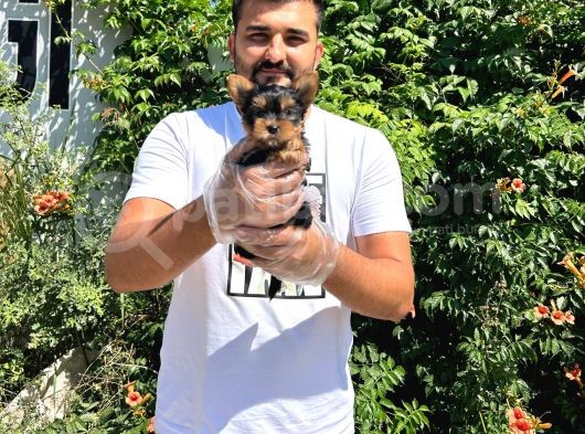 Orijinal Teacup Yorkshire Terrier Bebekler