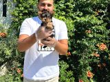 Orijinal Teacup Yorkshire Terrier Bebekler