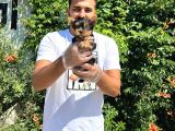 Orijinal Teacup Yorkshire Terrier Bebekler