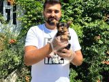 Orijinal Teacup Yorkshire Terrier Bebekler