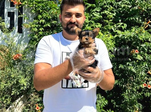 Orijinal Teacup Yorkshire Terrier Bebekler görsel