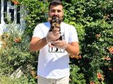 Orijinal Teacup Yorkshire Terrier Bebekler