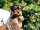 Orijinal Teacup Yorkshire Terrier Bebekler