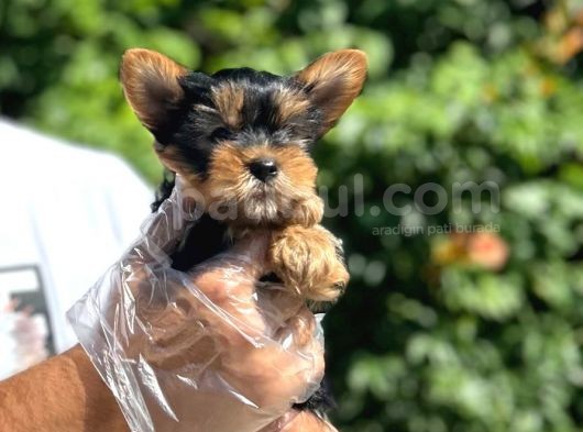 Orijinal Teacup Yorkshire Terrier Bebekler görsel