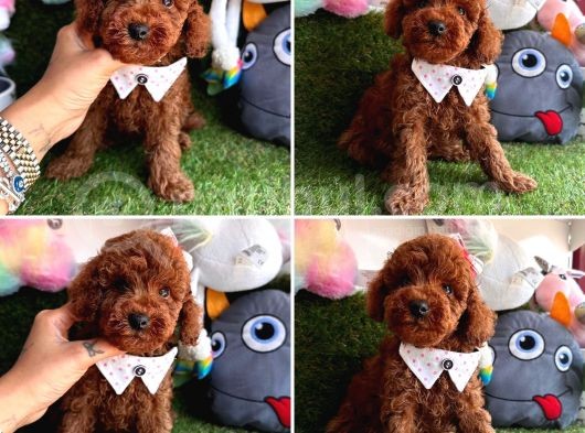 Hipoalerjenik Tüylere Sahip Tüy Dökmeyen Poodle  görsel