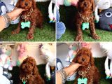 Hipoalerjenik Tüylere Sahip Tüy Dökmeyen Poodle 