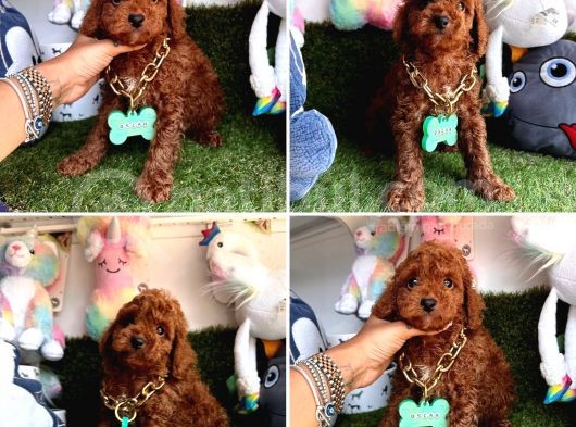 Hipoalerjenik Tüylere Sahip Tüy Dökmeyen Poodle  görsel