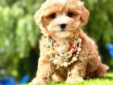 Duru Güzellik Maltipoo