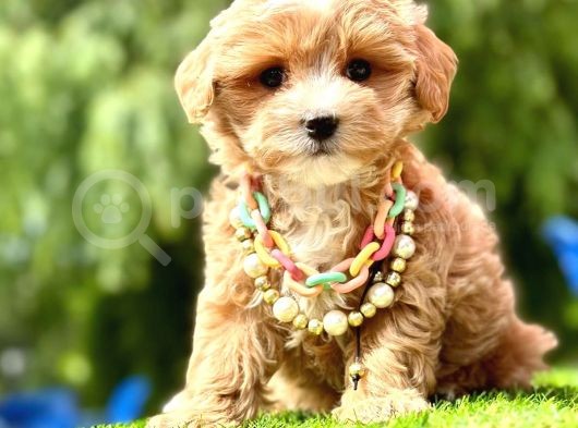 Duru Güzellik Maltipoo görsel