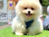 Beautiful Face Pomeranian Boo