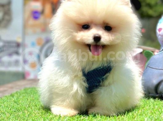 Beautiful Face Pomeranian Boo görsel
