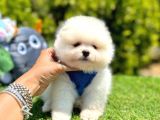 Teddy bear pomeranian