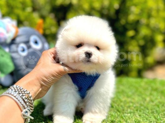 Teddy Bear Pomeranian