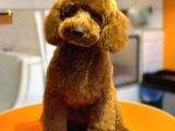 6 Aylik Erkek Toy Poodle Yavrumuz
