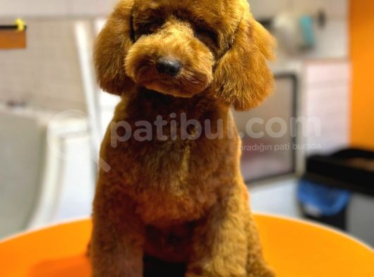 6 Aylik Erkek Toy Poodle Yavrumuz görsel