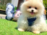 Beautiful Face Pomeranian Boo
