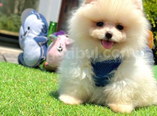 Beautiful Face Pomeranian Boo görsel